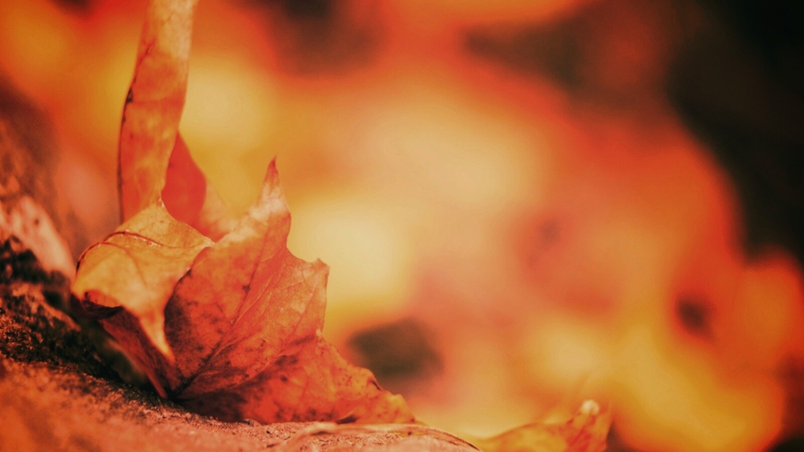 Пламенеющий осенний лист обои