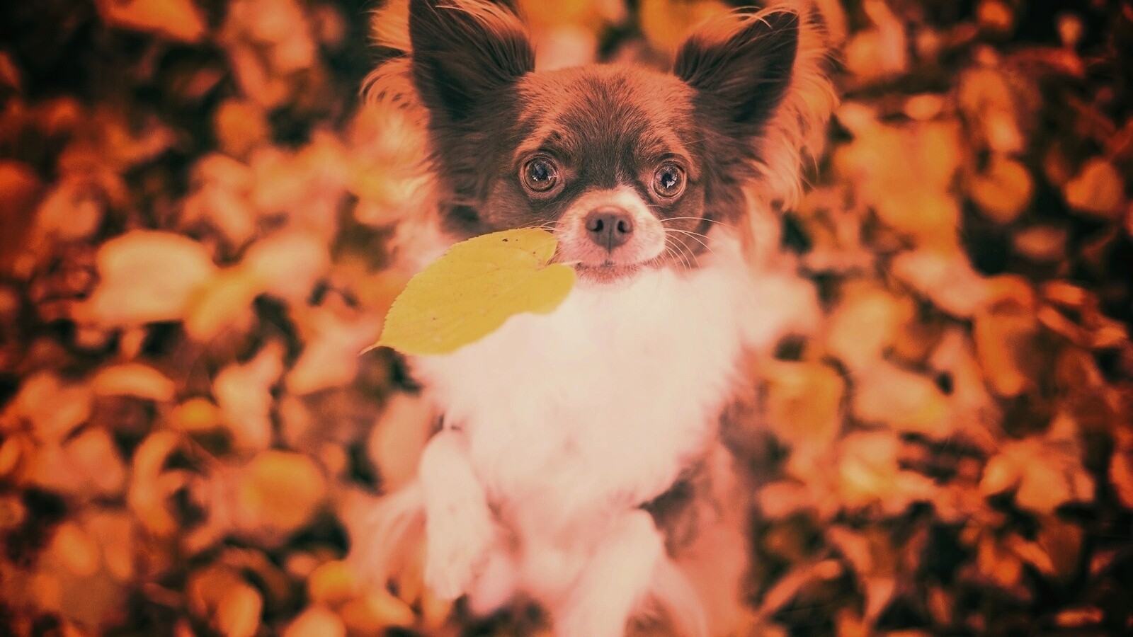 Собачка с листиком в зубах обои