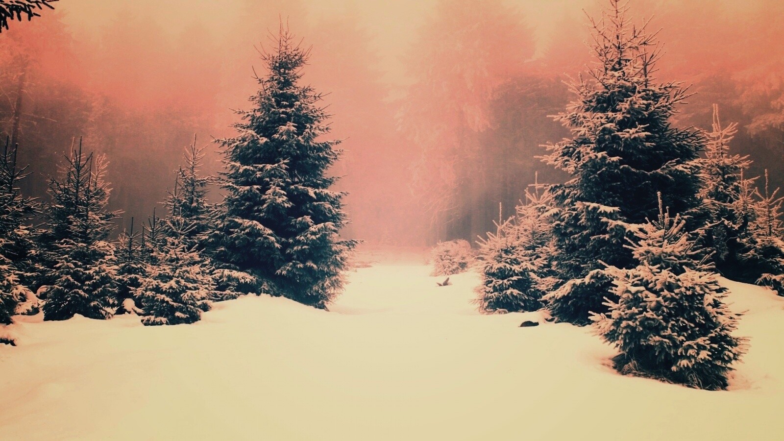 Ёлки в сугробах обои