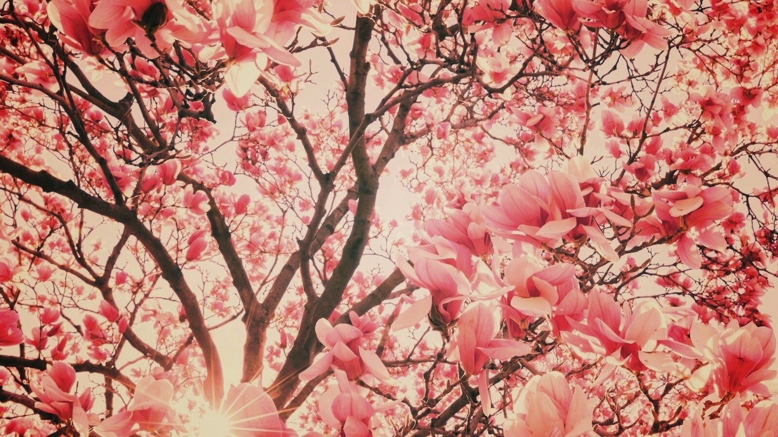 Магнолия обои