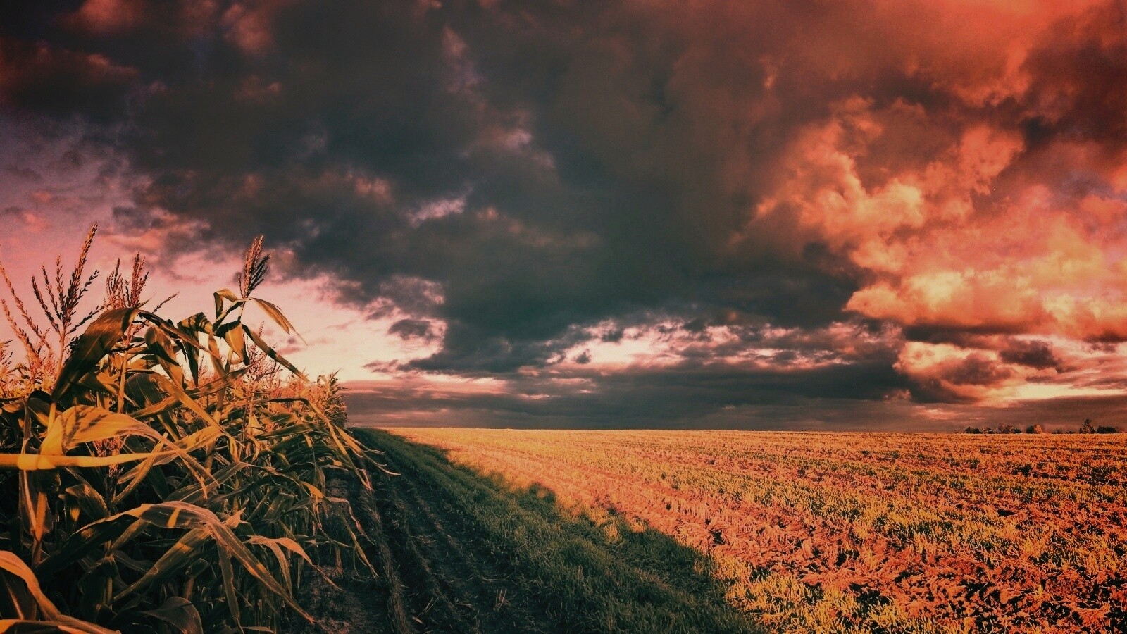 Кукурузное поле обои
