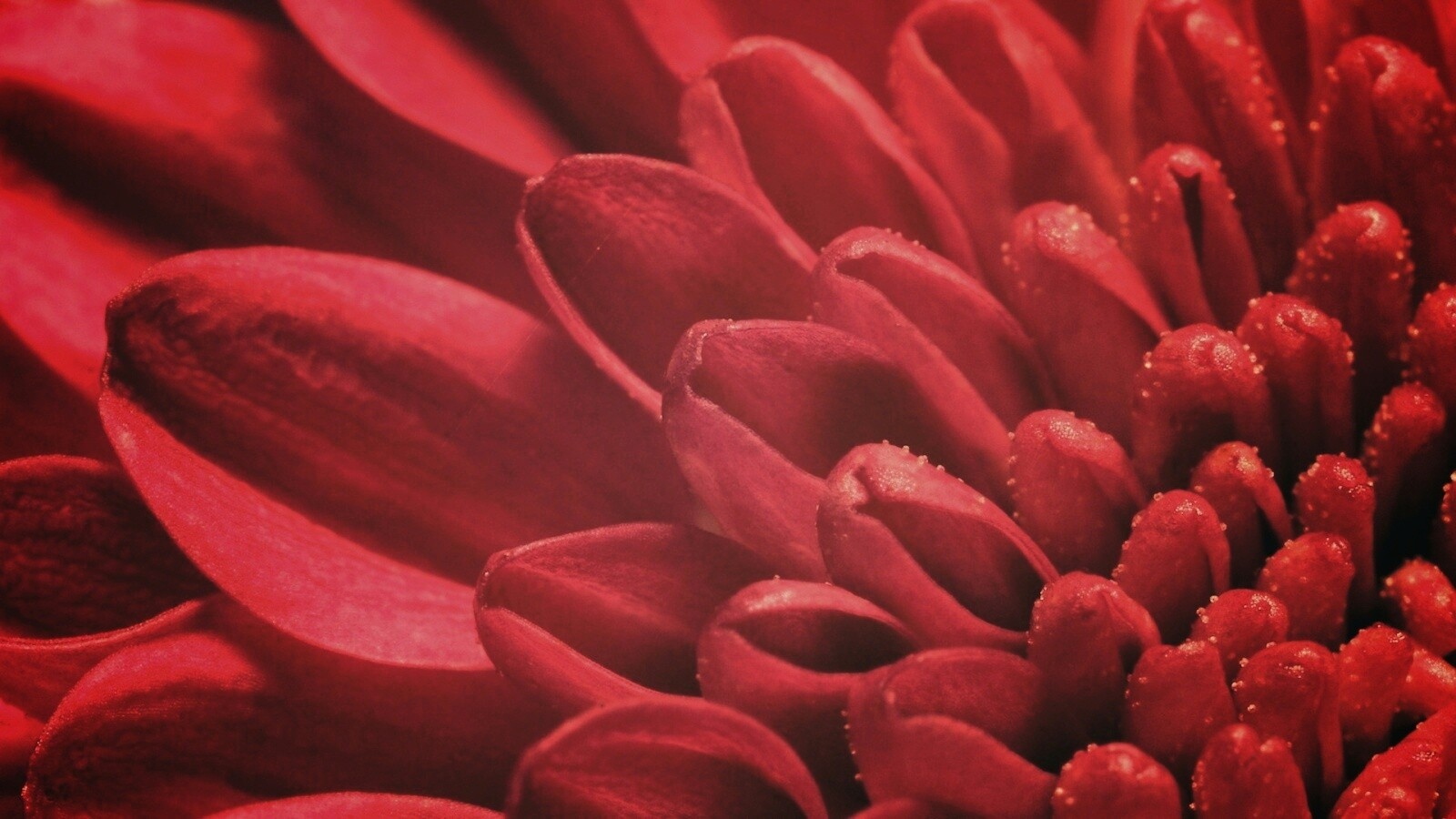 Лепестки хризантемы обои