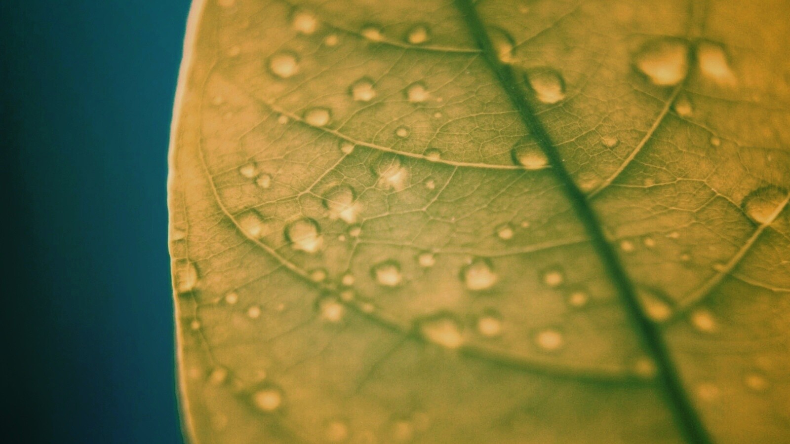 Зеленый листик в макро обои