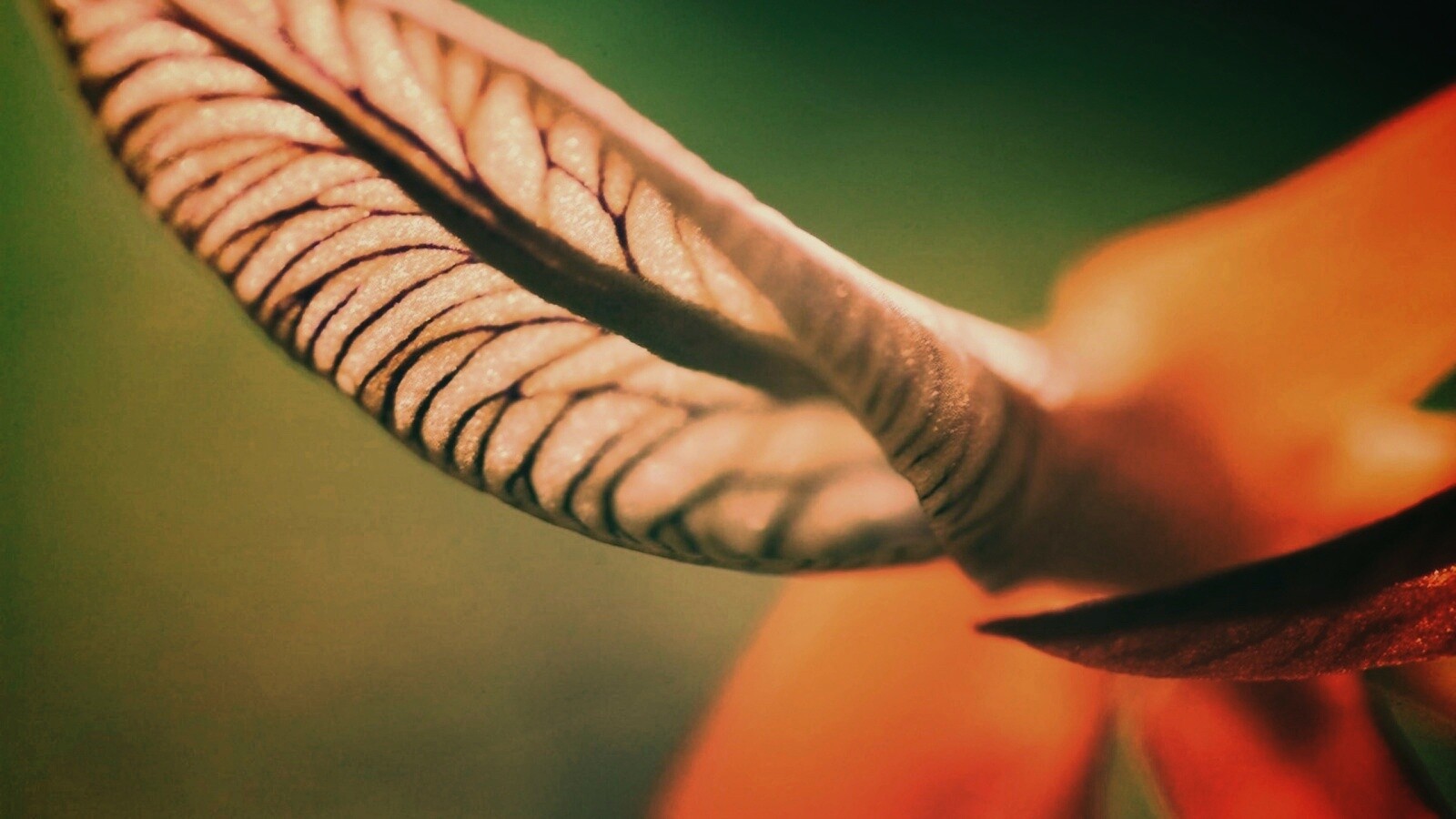 Сетчатый лист обои