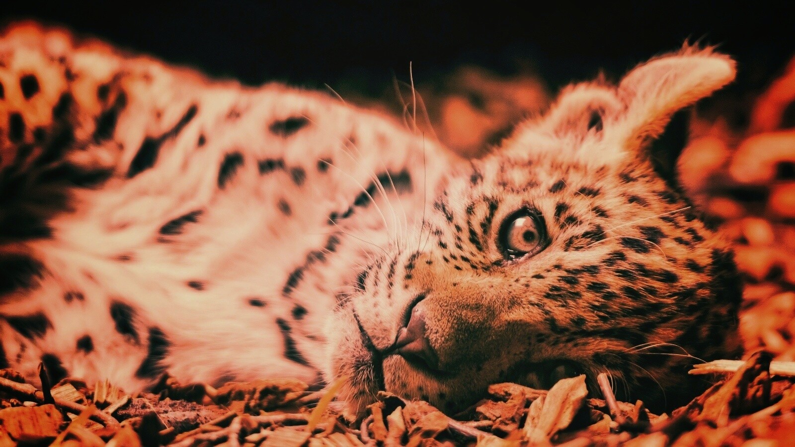 Гепард котенок обои