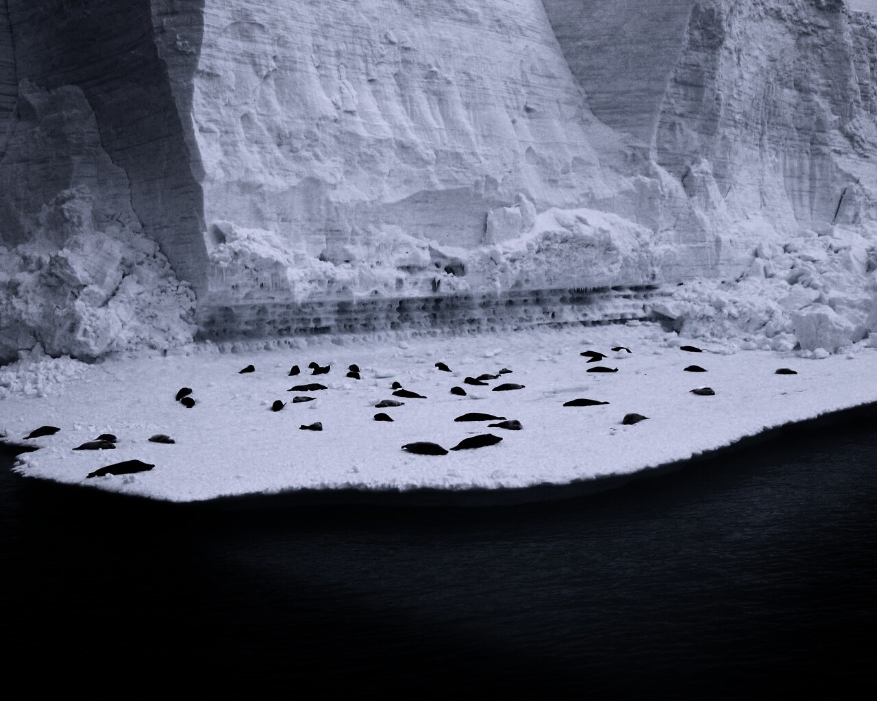 Спящие тюлени обои