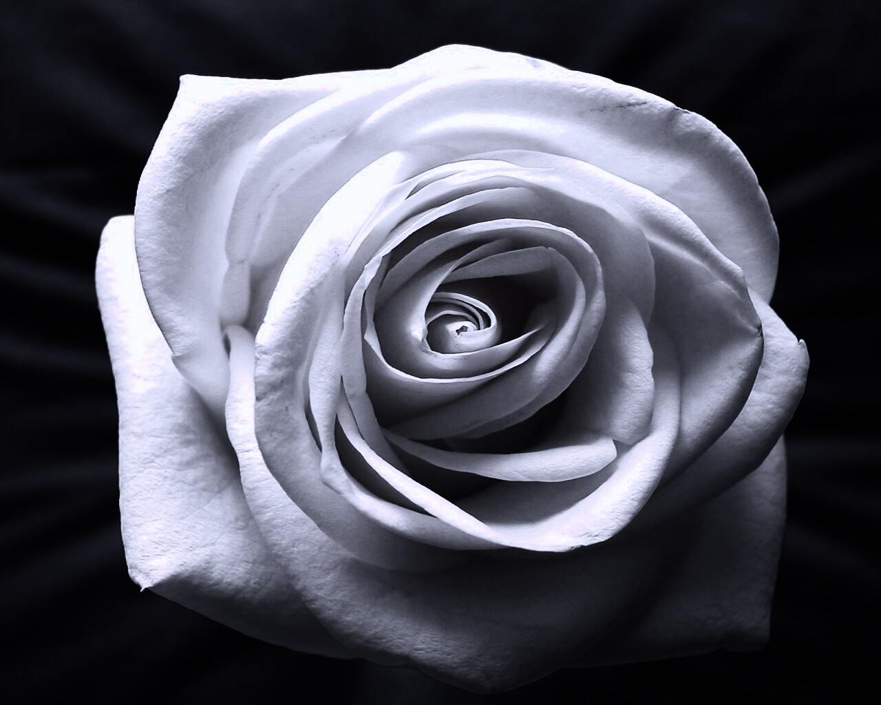 Белая роза обои