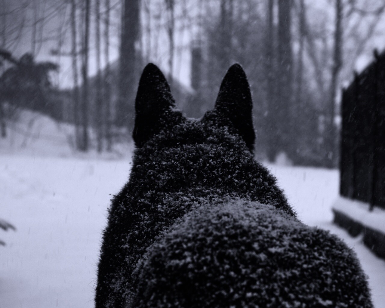 Снежный волк обои