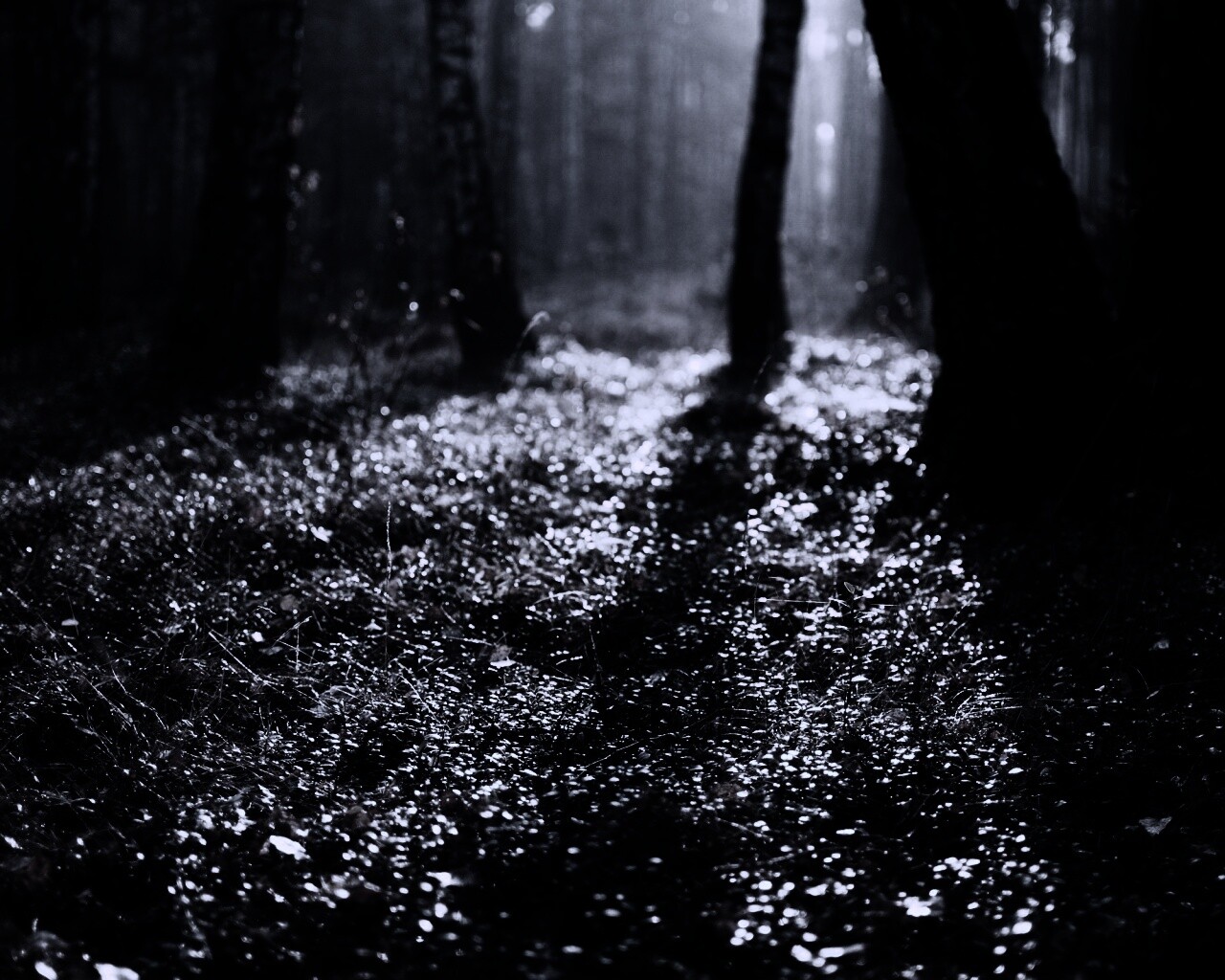 Лесная земля обои