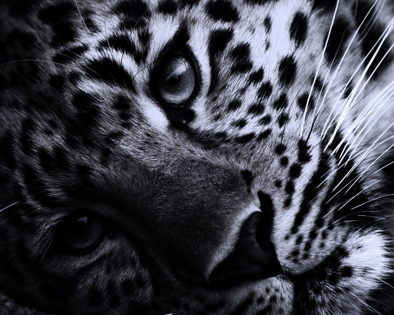 Леопард обои