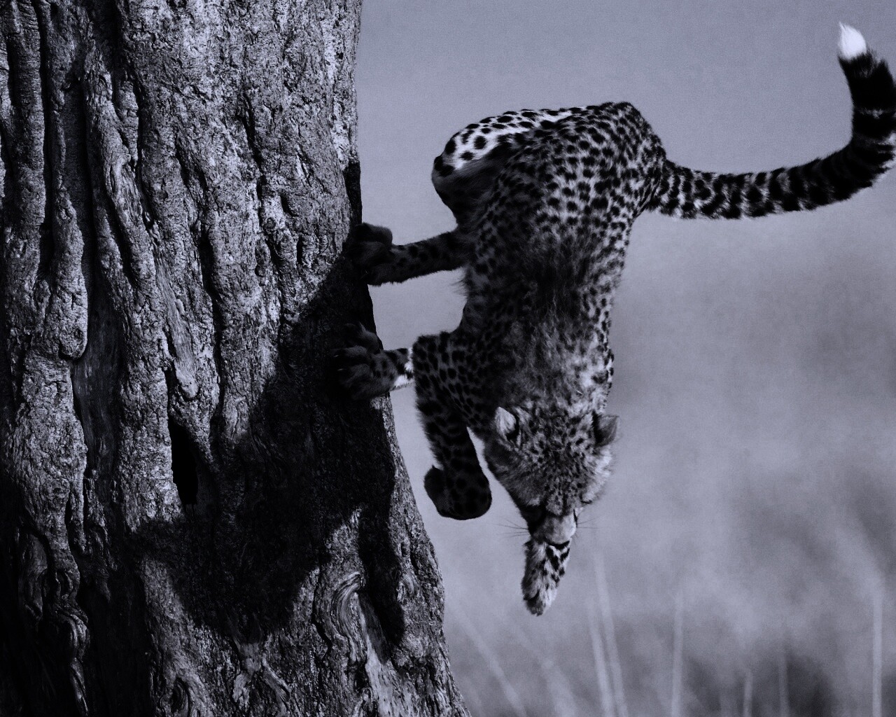 Скалолаз обои