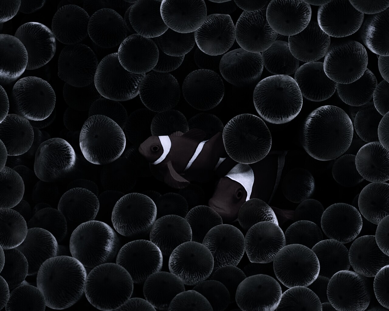 Рыбка клоун стандартные обои iPhone обои