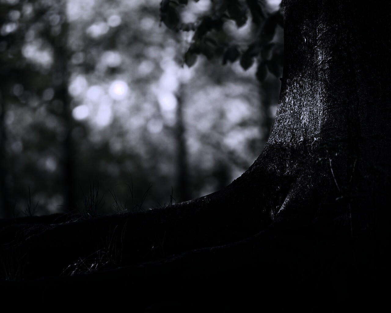 Корни дерева обои