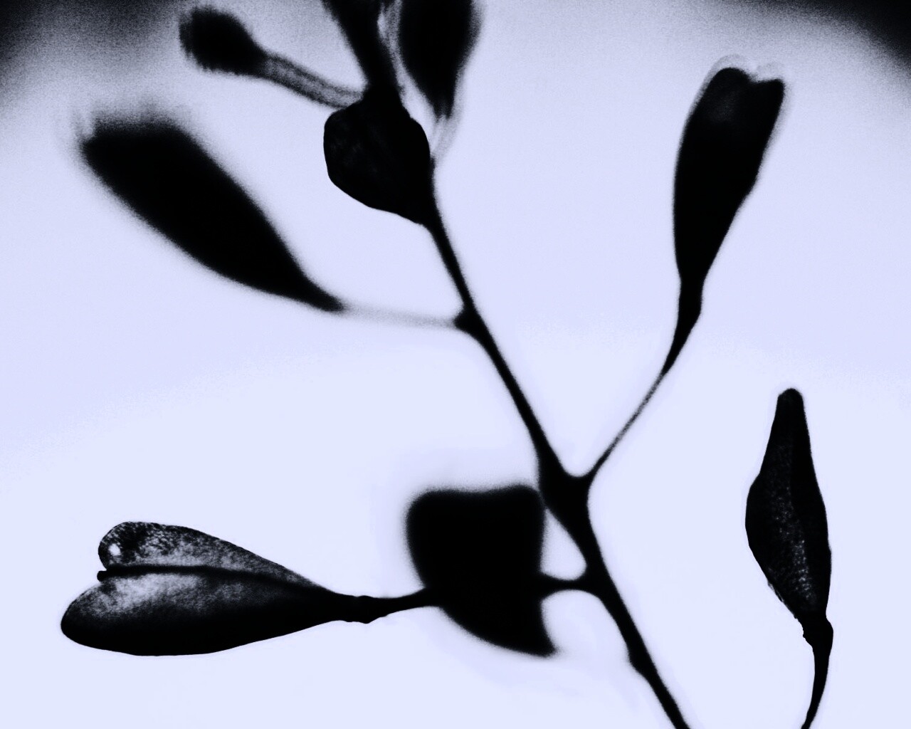 Усыхающие листья обои