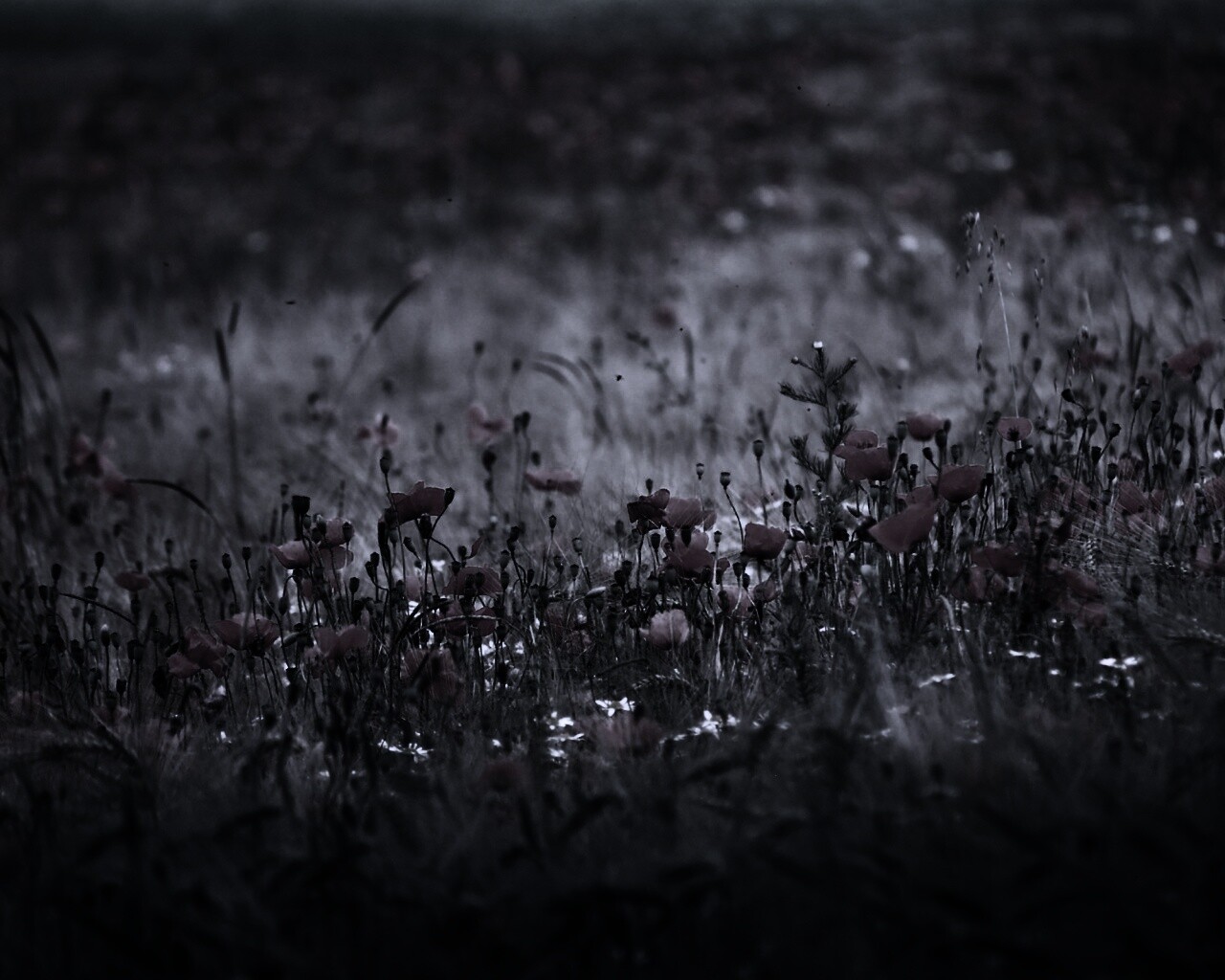 Маковое поле обои