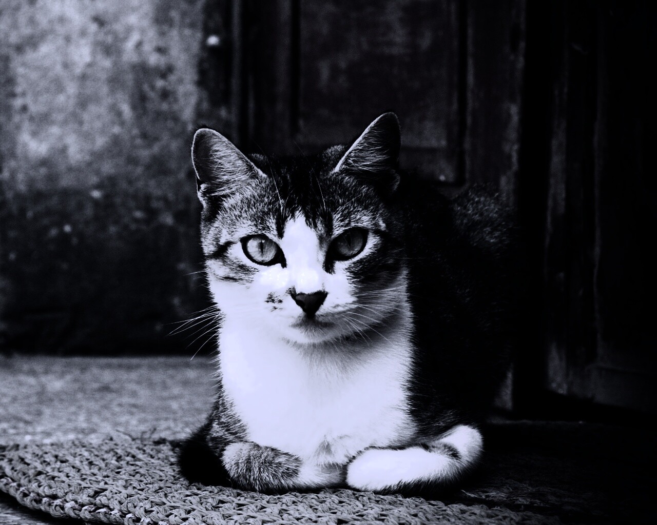 Кошечка на подстилке обои