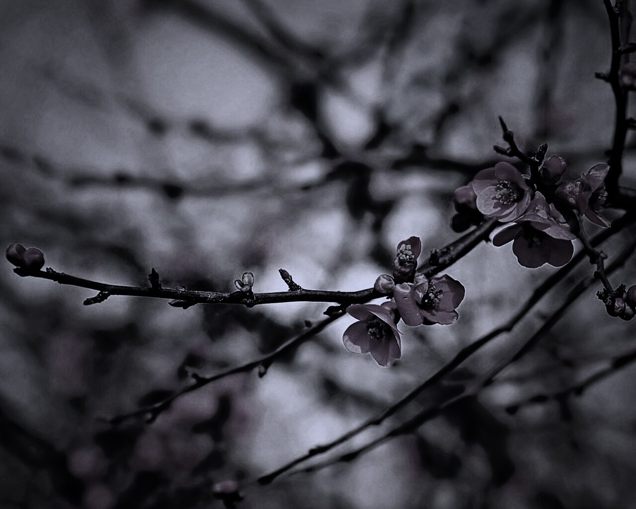 Весеннее цветение обои