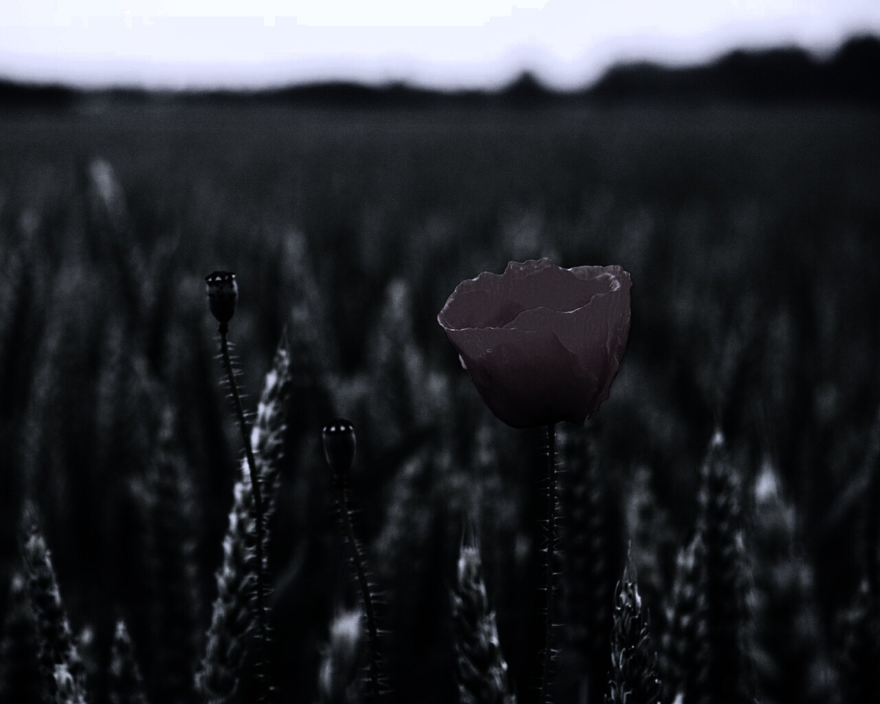 Первый распустившийся мак обои