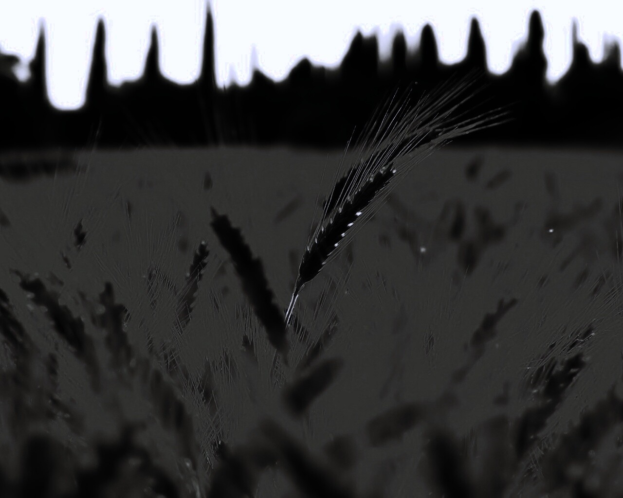 Пшеничное поле обои