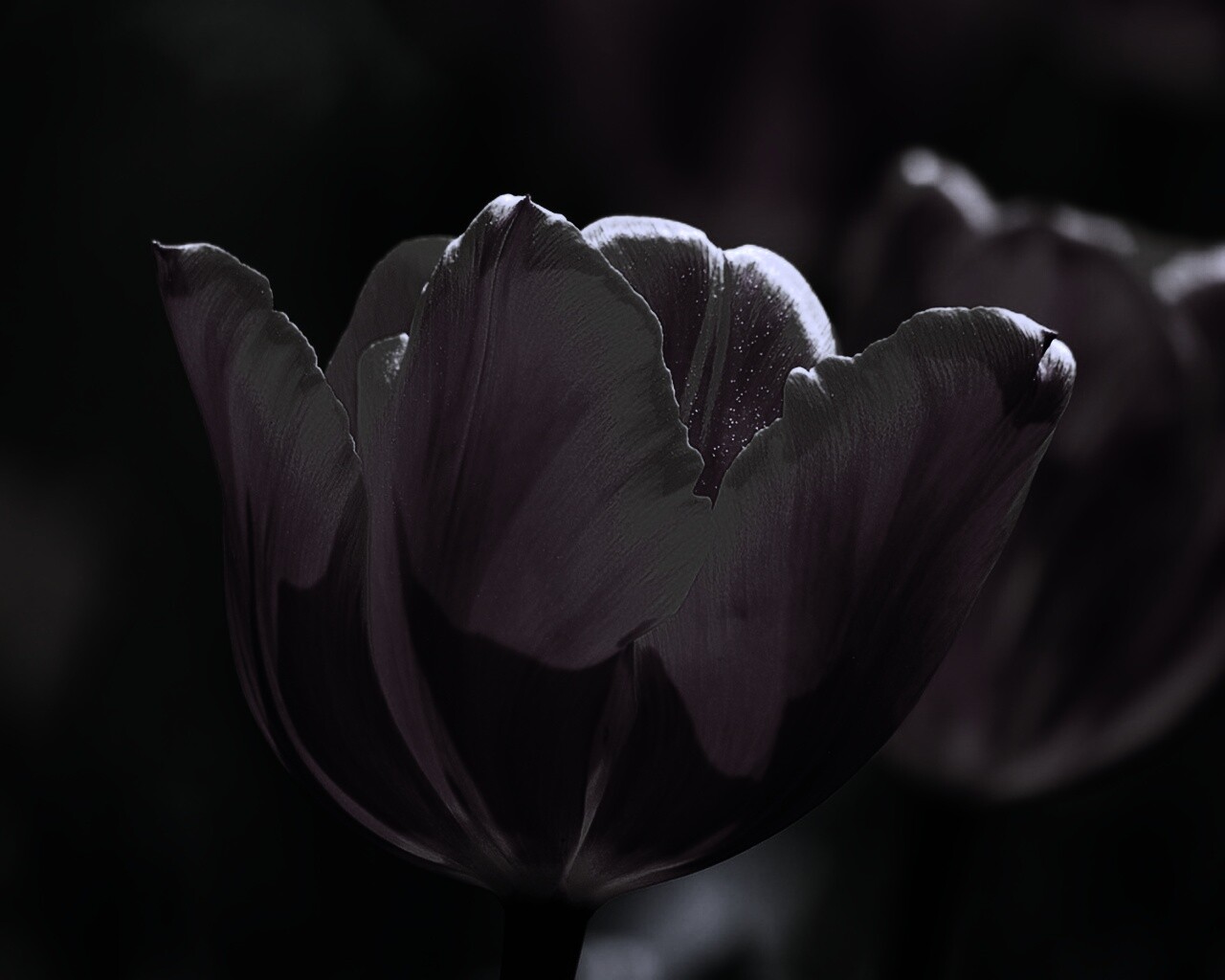 Красно-желтый тюльпан обои