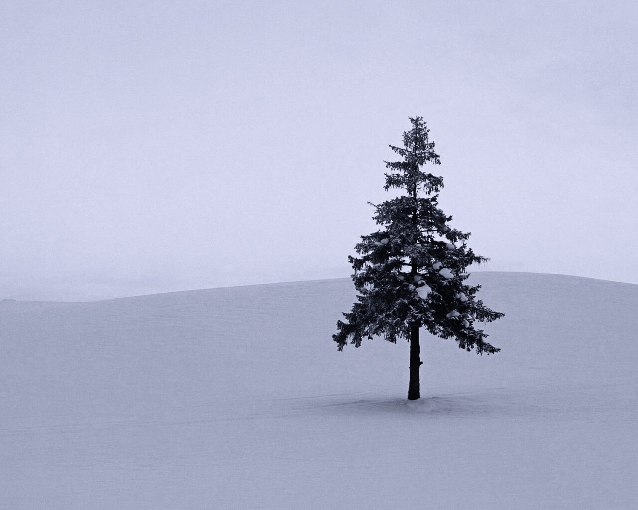 Одинокая ёлка обои