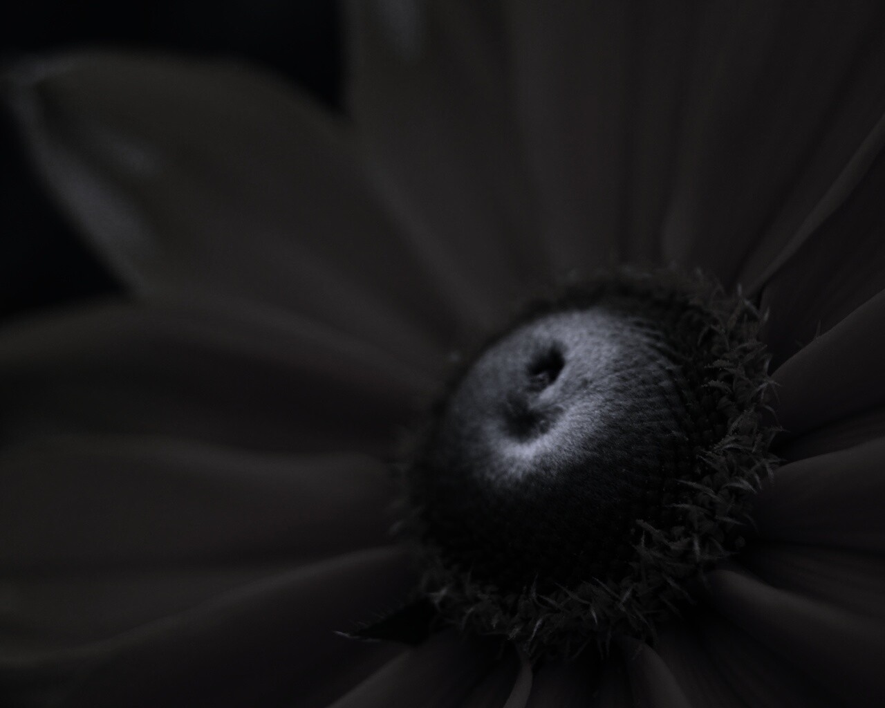 Недозрелый цветок подсолнечника обои