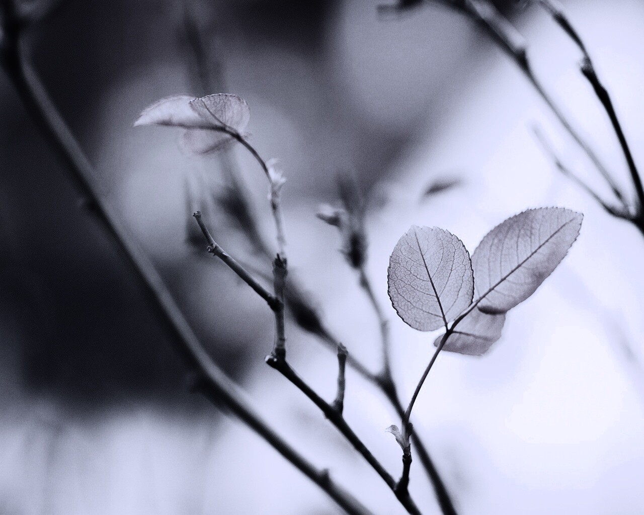 Красные листики обои