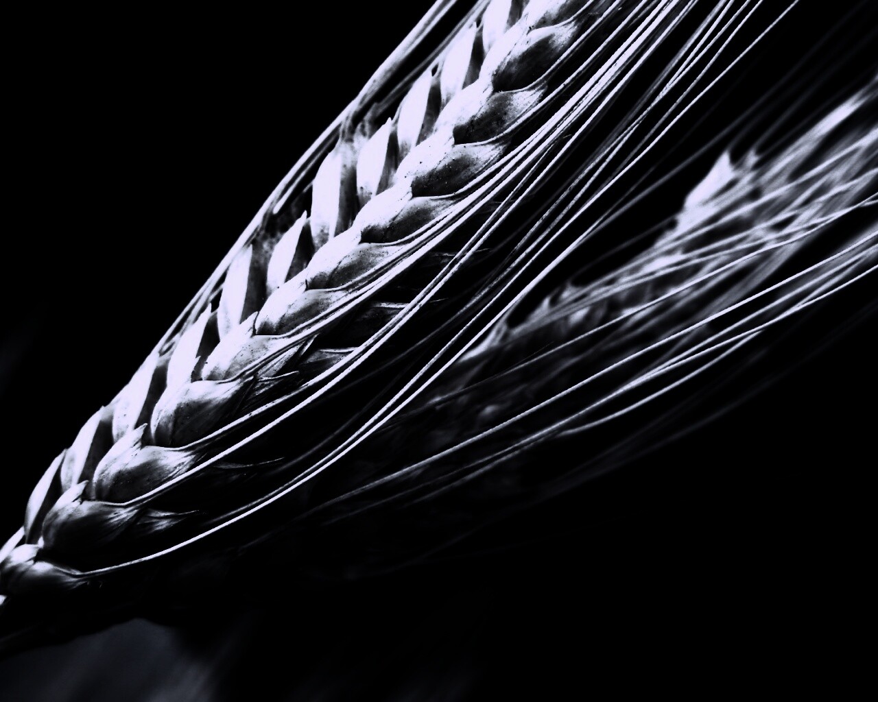 Пшеничный колос обои