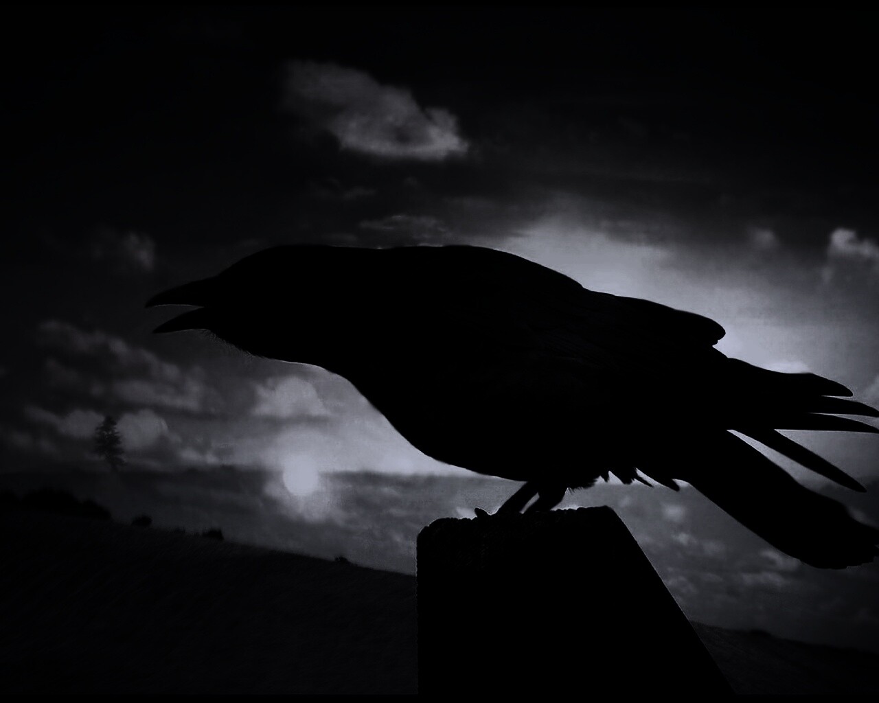 Чёрный ворон обои