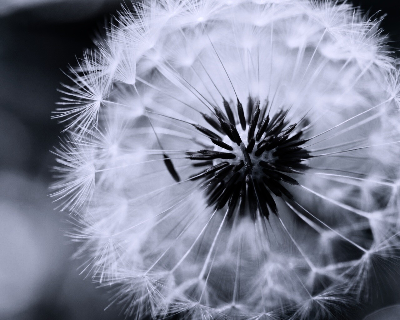 Макро фото одуванчика обои