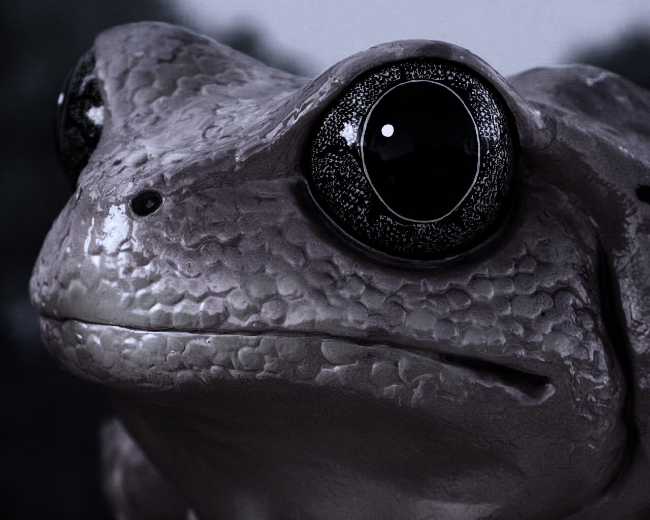 Красная лягушка обои