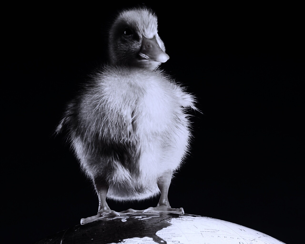 Утёнок на глобусе обои