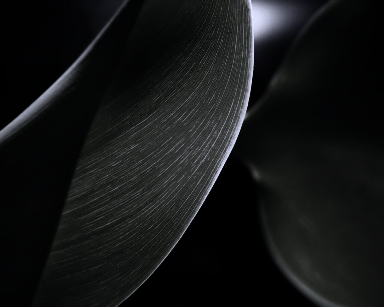 Лист на просвет обои