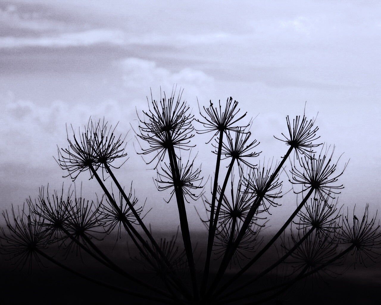 Зонтичное соцветие обои