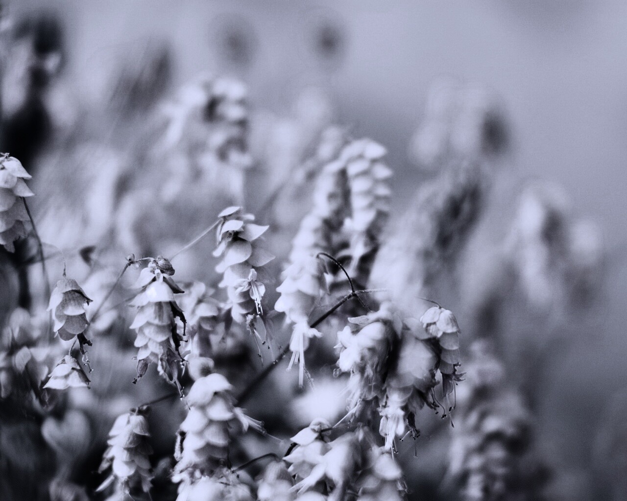 Висящие цветочки обои