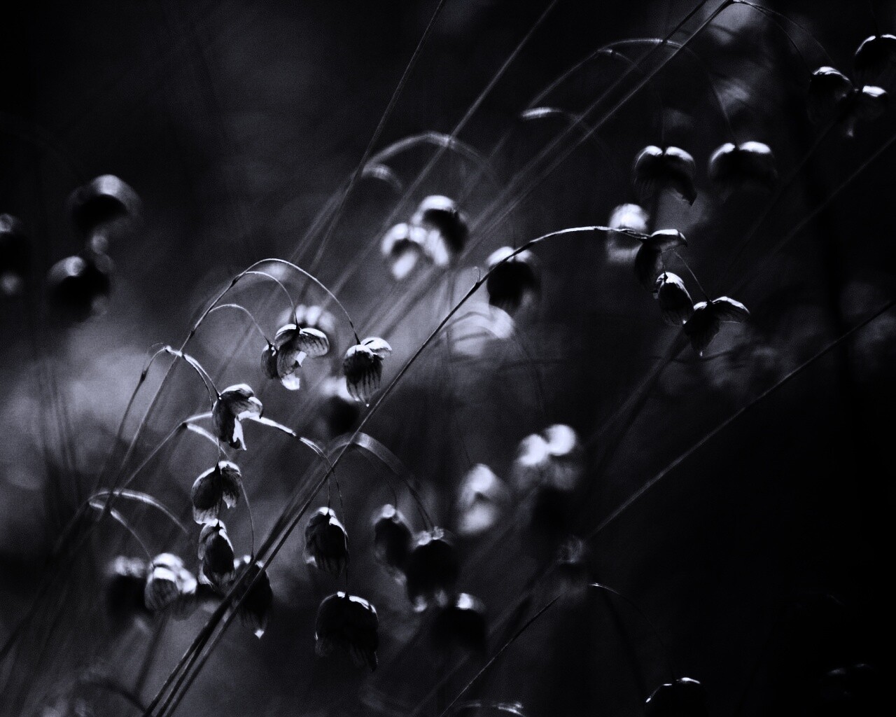 Увядающие цветочки обои