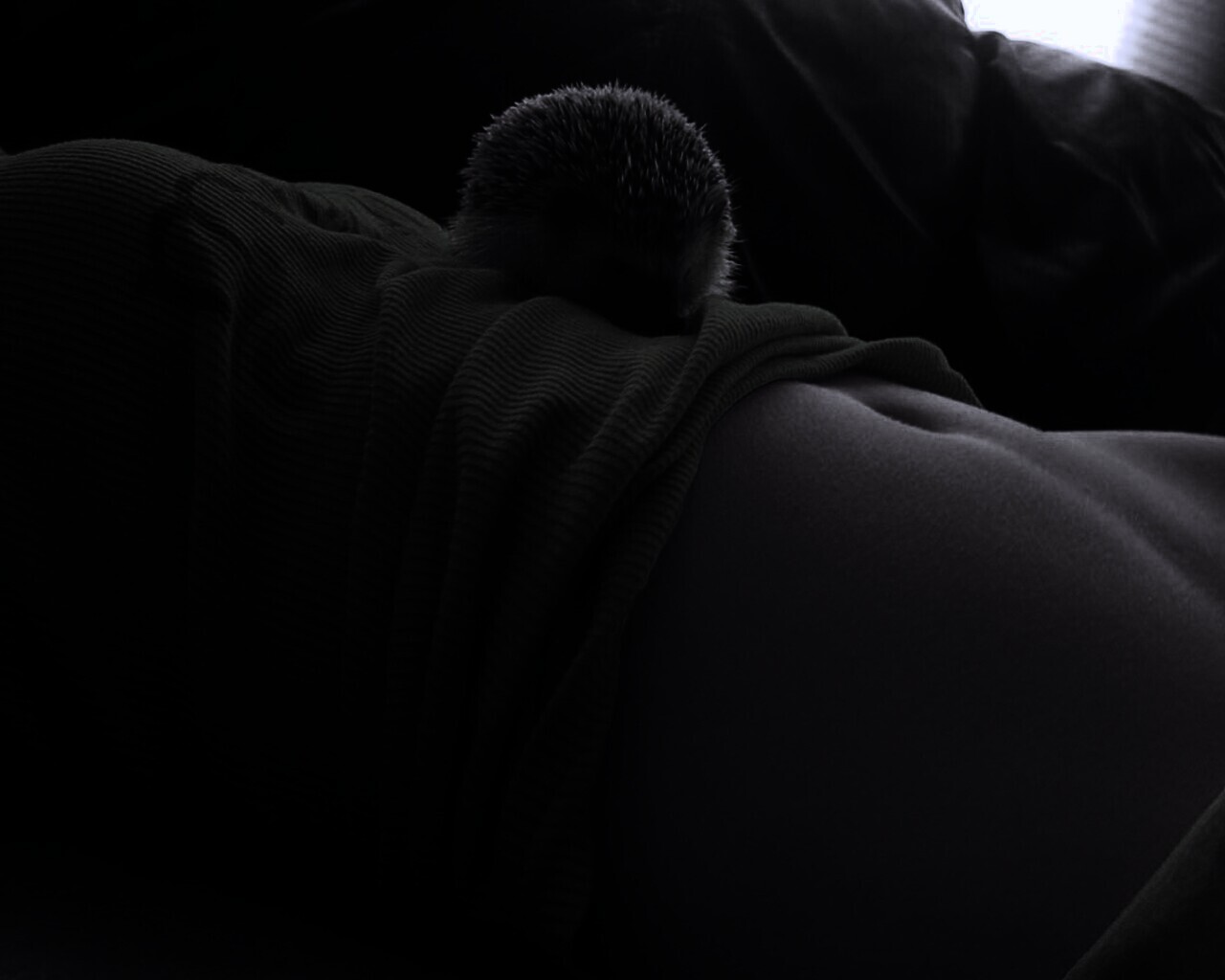 Девушка и ёжик обои