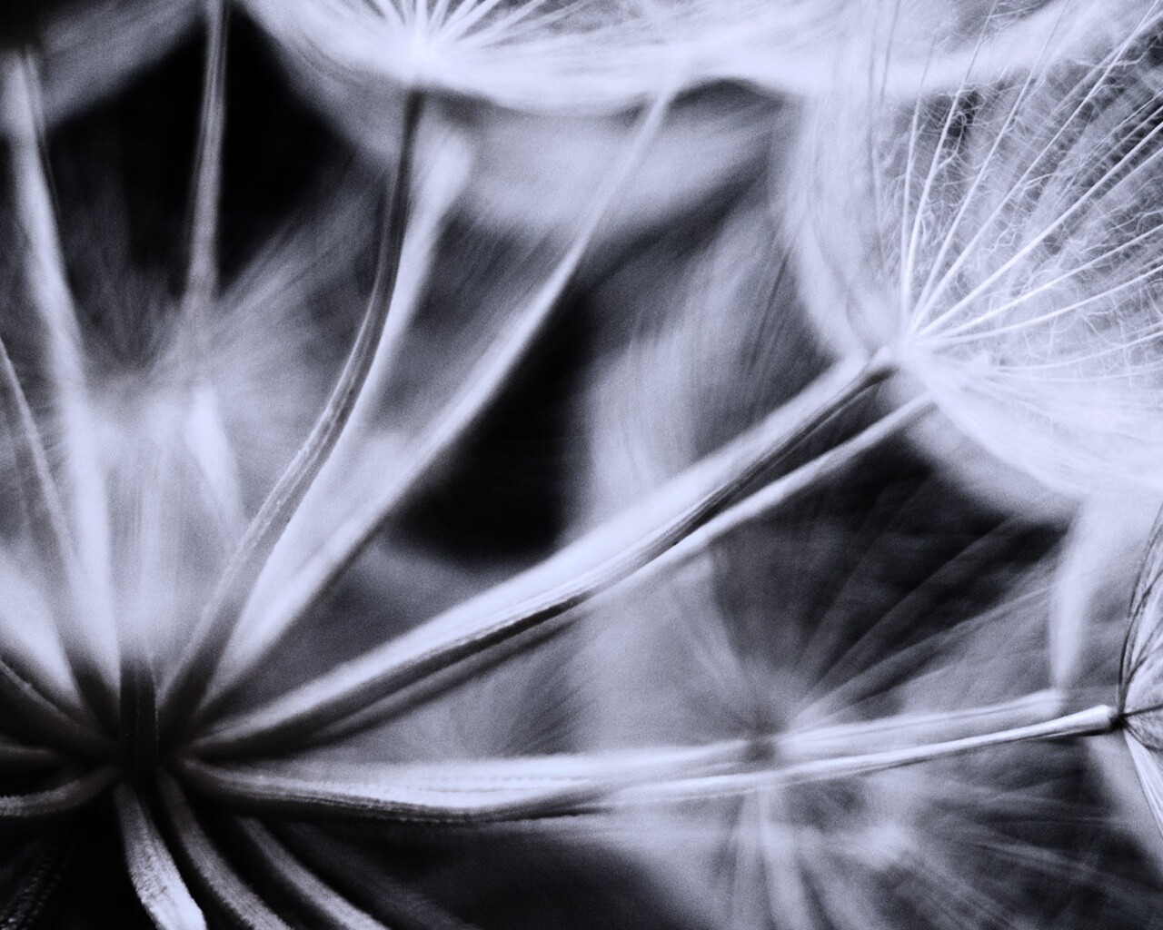 Одуванчик макро обои