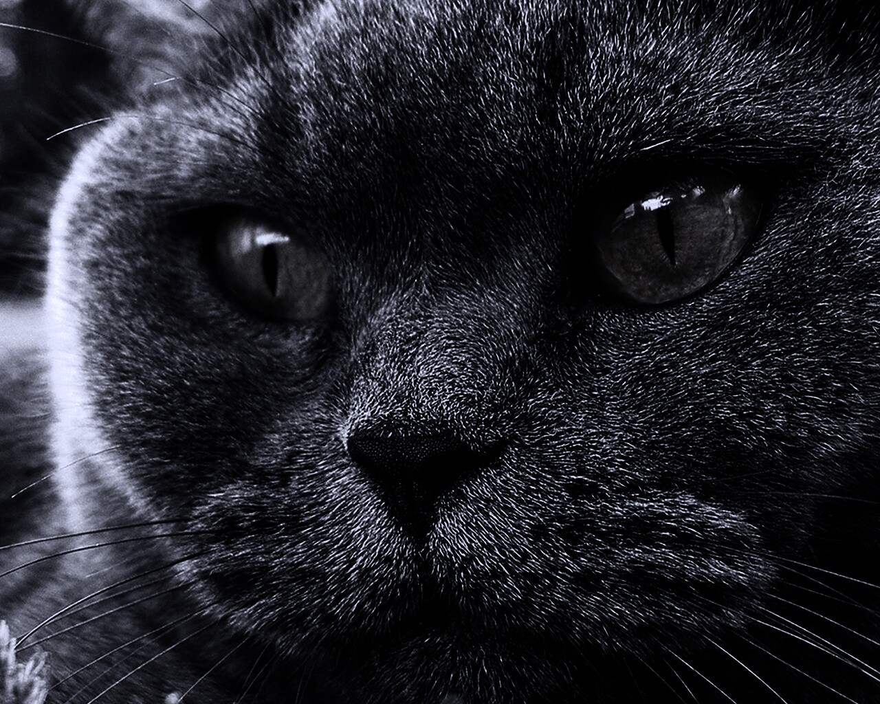 Кот с оранжевыми глазами обои