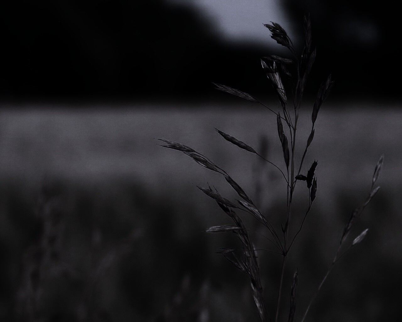 Желтая травинка обои