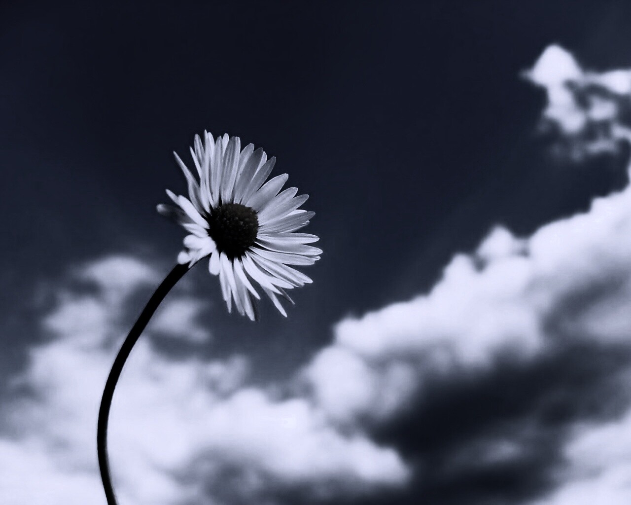 Ромашка на фоне неба обои