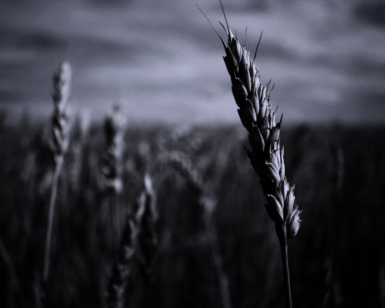 Колосок обои