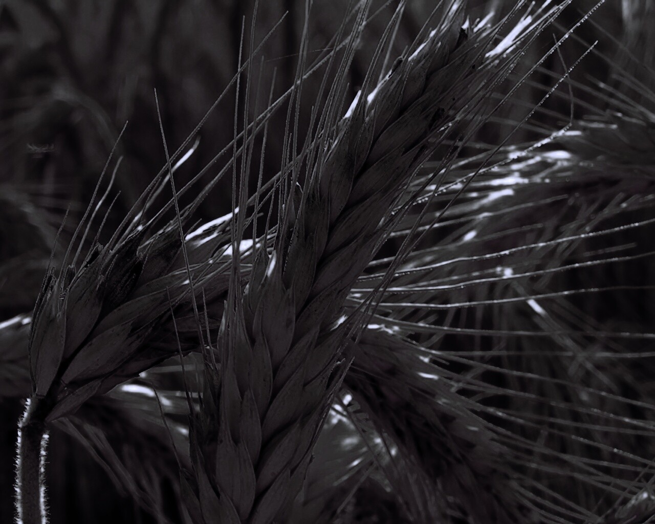 Зреющий колос обои