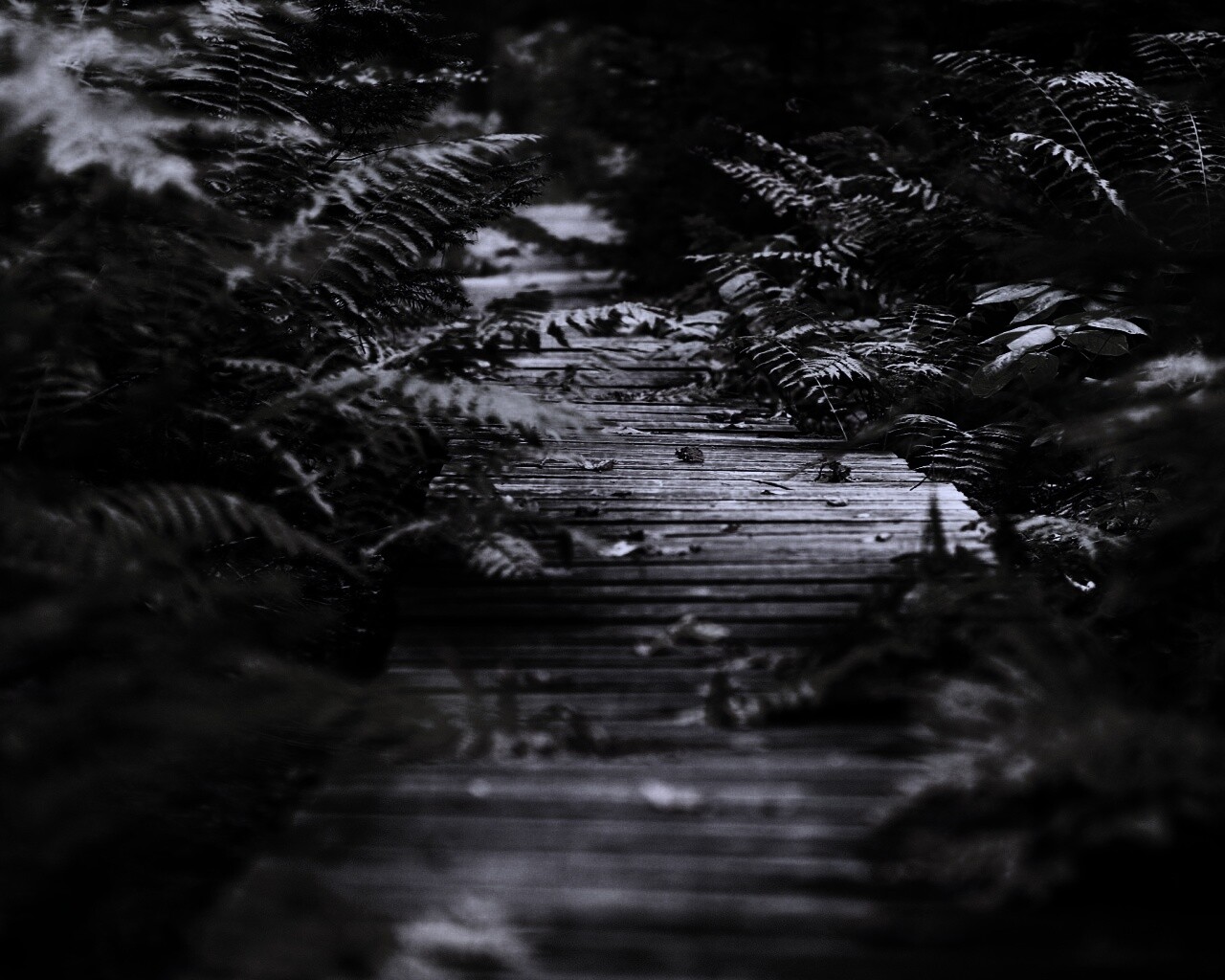 Деревянная дорожка обои