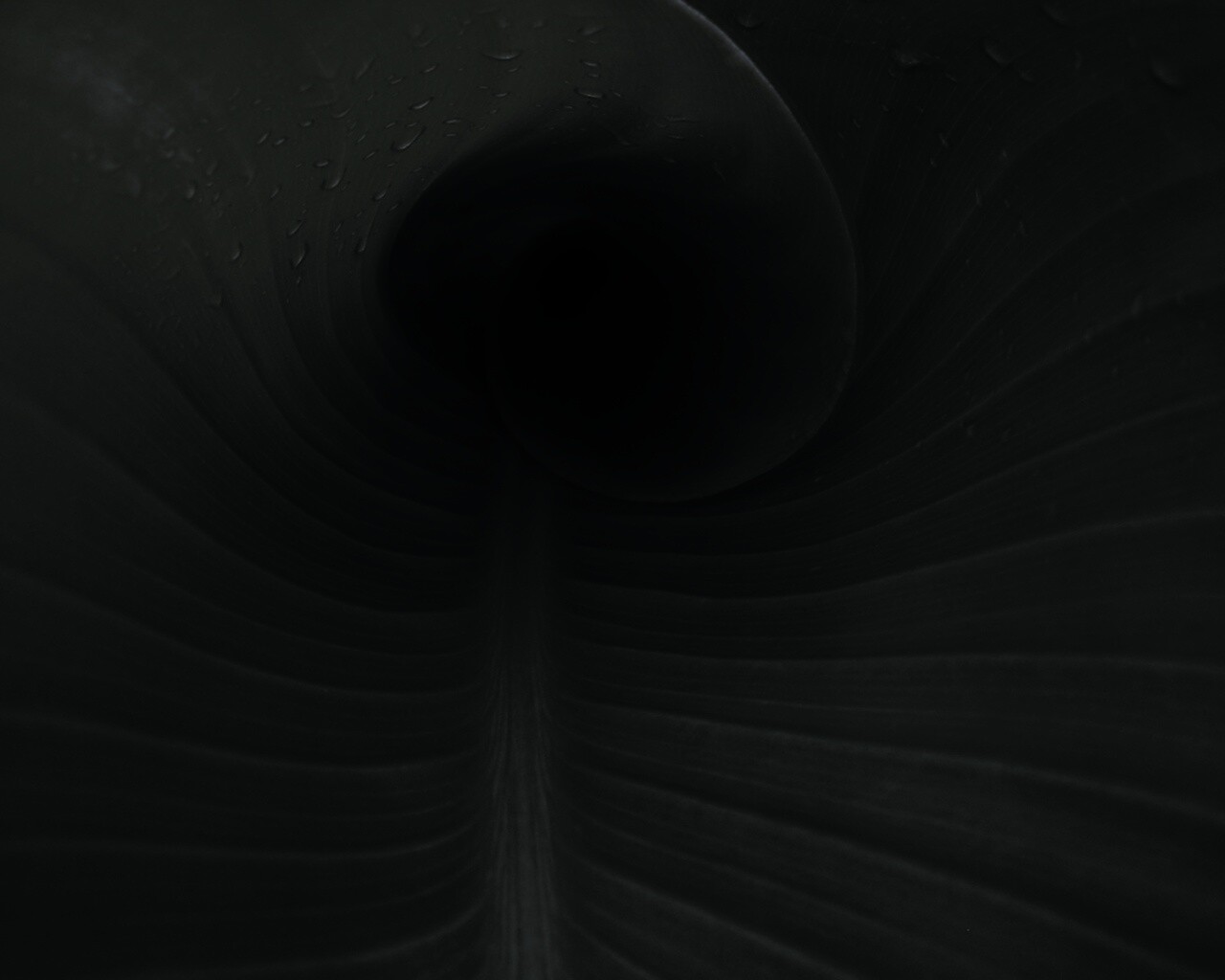 Свернутый в трубочку лист обои