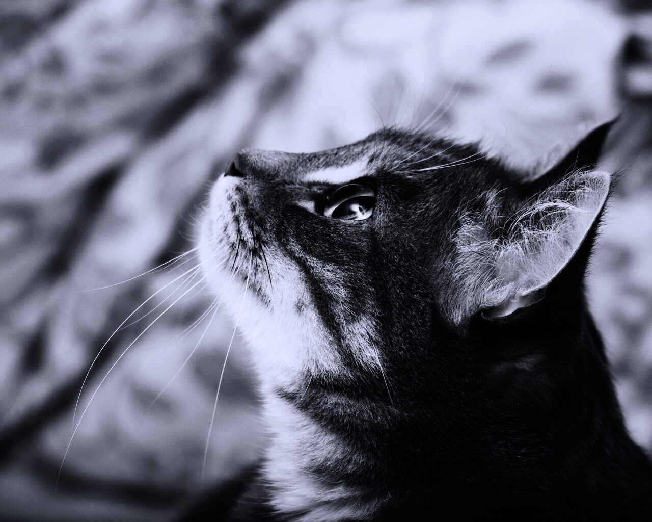 Котик смотрит верх обои