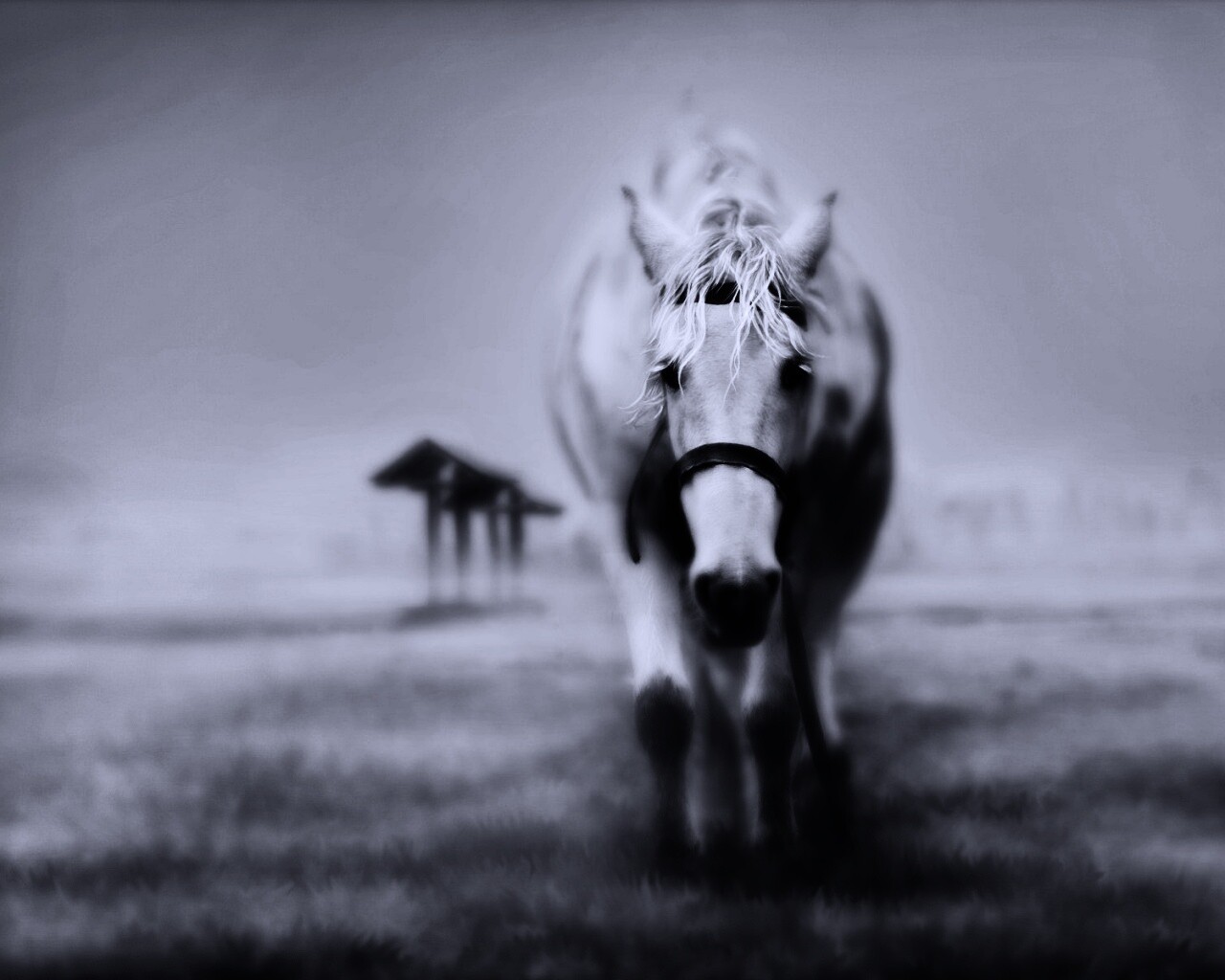 Лошадка обои