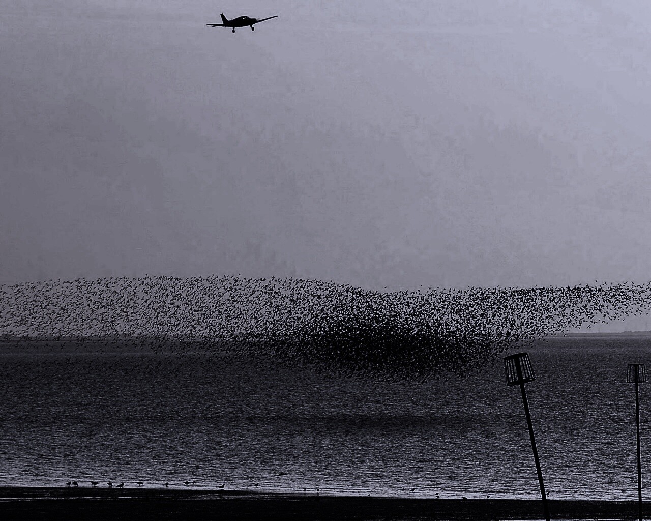 Взлетающая стая птиц обои