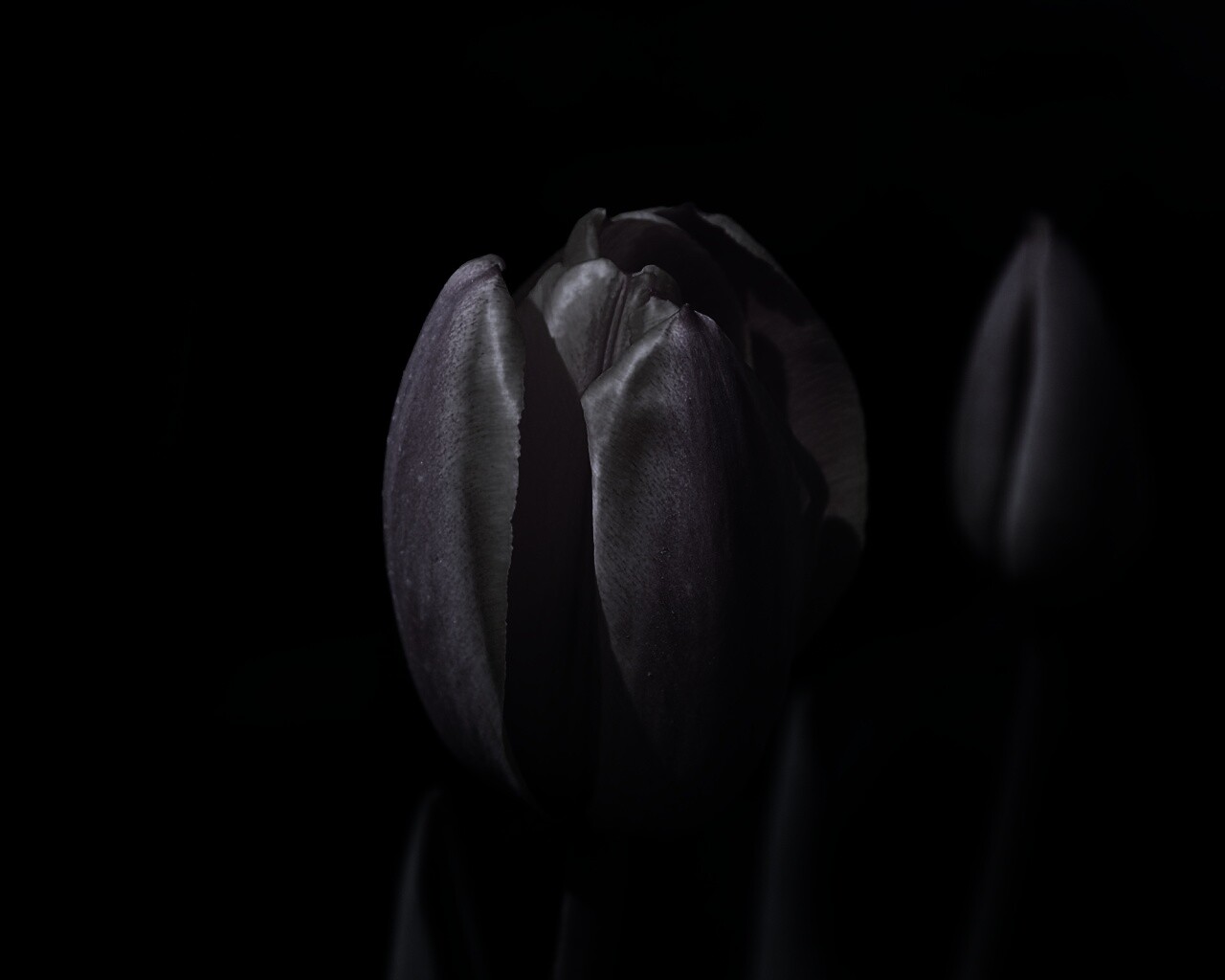 Распускающийся тюльпан обои