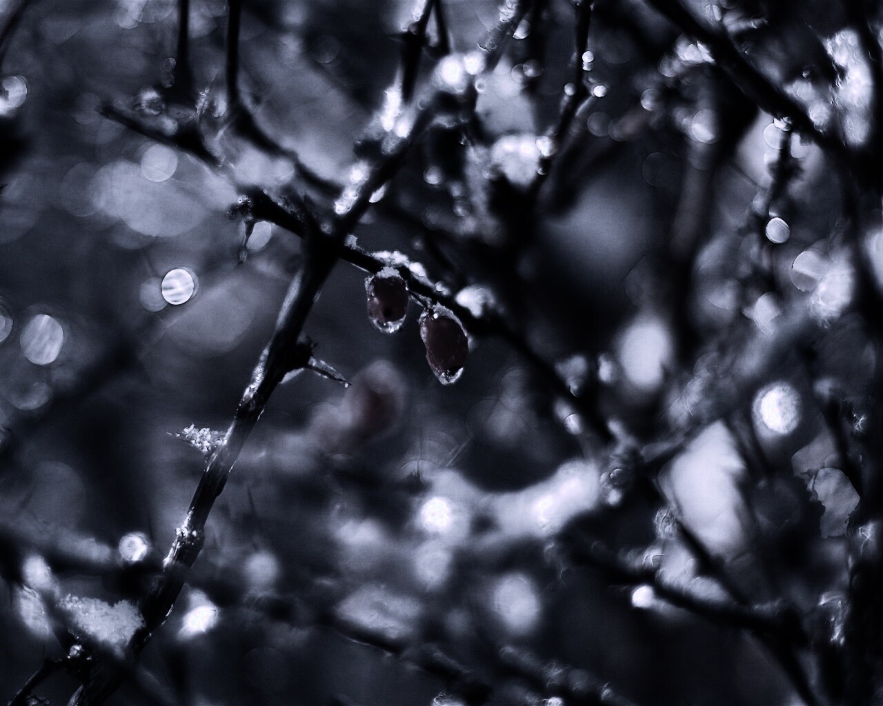 Замерзшие ягоды обои